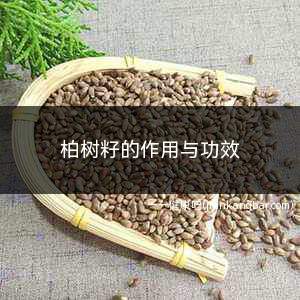 柏树籽的作用与功效(柏树籽的作用与功效与禁忌)