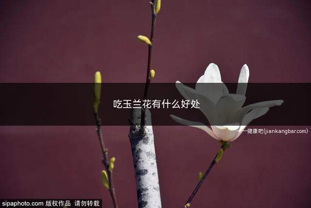 吃玉兰花有什么好处(吃玉兰花有毒副作用吗)